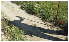 Camino de santiago - Albergue